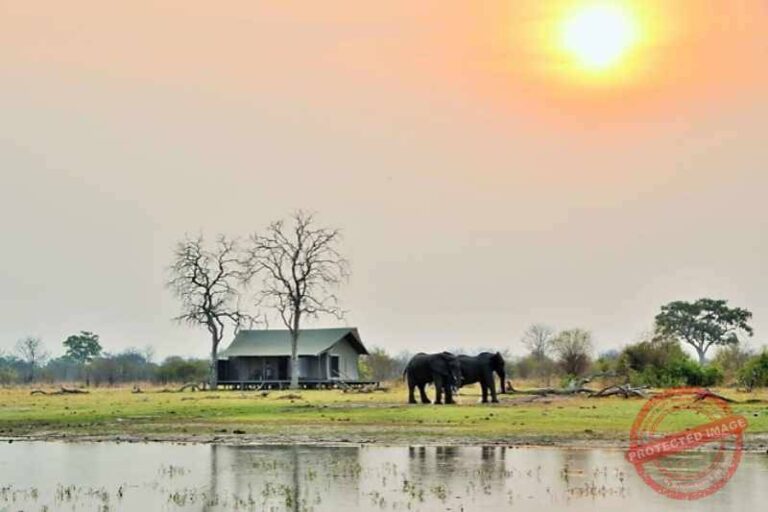 Nogatsaa Tent with Elephants