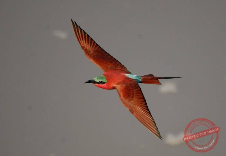 Carmine Bee Eater