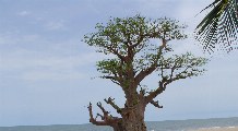badeurlaub-senegal